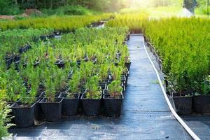 kinderkamer van naald- planten in potten met een Gesloten wortel voor aanplant Aan uw tuin verhaallijn. foto
