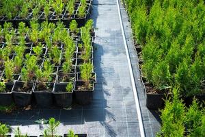 kinderkamer van naald- planten in potten met een Gesloten wortel voor aanplant Aan uw tuin verhaallijn. foto