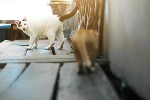 wit kat boos met katje oranje gestreept kat Aan houten terras foto