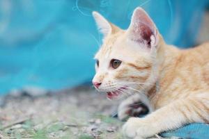 schattig oranje katje gestreept kat genieten en kom tot rust Aan blauw netto in tuin met natuurlijk zonlicht foto