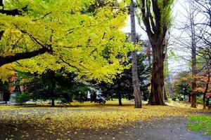 geel ginkgo boom en vallend bladeren Aan de grond in herfst. foto