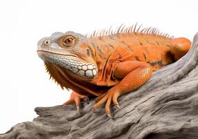 studio portret van een oranje leguaan Aan een boom Afdeling. geïsoleerd Aan wit achtergrond. ai generatief foto