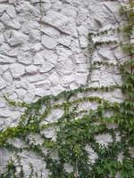 steen muur met beklimming planten. wijnoogst achtergrond foto