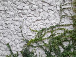 steen muur met beklimming planten. wijnoogst achtergrond foto