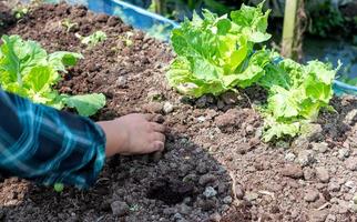 detailopname boer vrouw hand- aanplant spruit met de groen sla in vruchtbaar bodem. foto