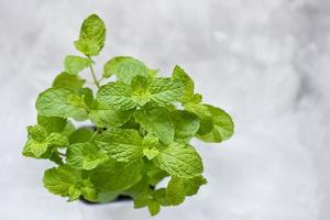 vers munt groeit in pot Aan licht grijs achtergrond foto