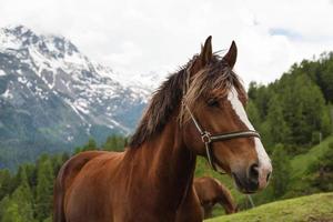 gekruld manen bruin paard Aan weiland in Zwitserland foto