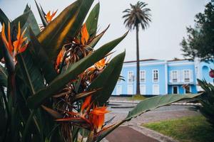 keer bekeken van in de omgeving van Ponta Delgada in sao Miguel, azoren foto