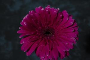 gerber madeliefje Aan de donker achtergrond. roze bloem detailopname. helder vers natuur bloem. foto