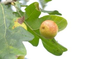 eikel- Aan de Afdeling. dichtbij omhoog afbeelding met selectief focus. natuur achtergrond. foto