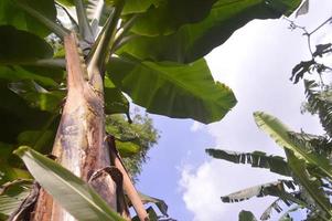 visie van banaan bomen in de tuin gedurende een zonnig dag foto