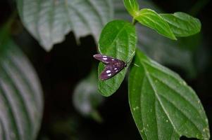 klein bruin vlinder Aan een groen blad foto