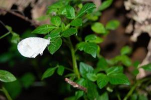 wit vlinder neergestreken Aan een blad foto