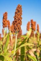 sorghum of gierst veld- middel blauw lucht achtergrond foto