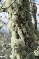 dichtbij omhoog van korstmos groeit Aan een boom. buitenshuis foto