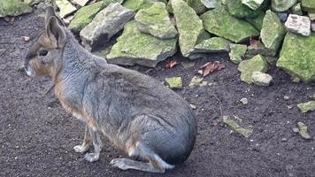 patagonisch mara, dolichotis patagonum, zittend en rusten, aan het kijken voor Gevaar foto