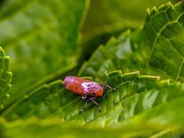 kleurrijk beiderogonia Aan een levendig blad foto