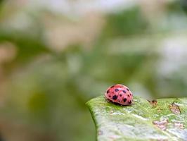 bevallig lieveheersbeestje poseren Aan blad foto