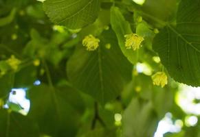 tilia, linde boom, basswood of limoen boom met niet in bloei bloesem. tilia boom is gaan naar bloeien. een bij verzamelt limoenkleurig honing foto