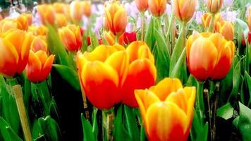 detailopname en Bijsnijden oranje tulpen in tuin. een mooi van bloemen foto