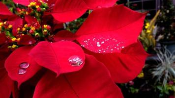 detailopname en Bijsnijden kerstster vertrekken met regendruppel foto