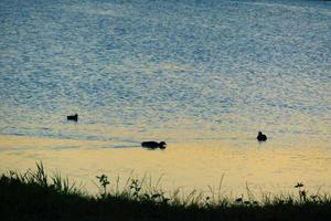 eend silhouet in gouden zonsondergang foto