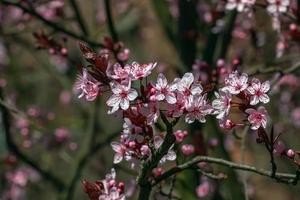 prunus cerasifera pissardii boom bloesem met roze bloemen. voorjaar takje van kers, prunus cerasus Aan wazig natuurlijk tuin achtergrond. selectief focus. vers behang, natuur achtergrond concept foto