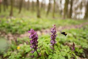 hommel zit Aan een voorjaar Woud bloem. foto