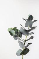 eucalyptus bladeren Aan wit achtergrond. flora behang achtergrond. foto