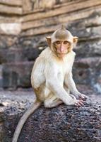 portret van jong rhesus makaak aap foto