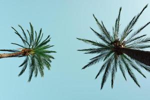 palm bomen met blauw lucht achtergrond, tropisch klimaat foto