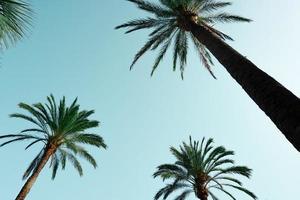 palm bomen met blauw lucht achtergrond, tropisch klimaat foto