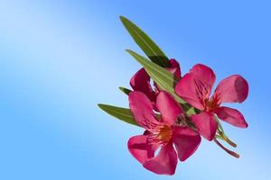 geïsoleerde roze oleander bloem op een blauwe achtergrond foto