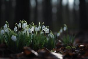 sneeuwklokje bloemen in voorjaar Woud, sneeuwklokje dag april 19 concept. ai gegenereerd foto