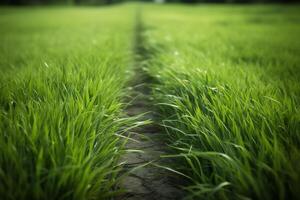 vers gras lijn. ai gegenereerd foto