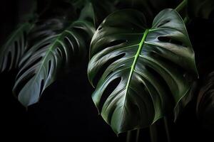 dichtbij omhoog van monstera fabriek met tropisch bladeren Aan donker achtergrond. ai gegenereerd foto