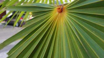 lijnen en texturen van groene palmbladeren foto