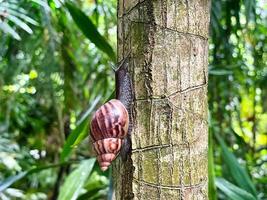 slak Aan palm boom romp in de tuin, mahe Seychellen foto