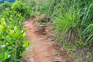 trois vrijer natuur pad, natuurlijk bodem voetpad Aan de pad, mahe, Seychellen foto