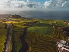 dar visie van goreana thee plantage in sao Miguel, de azoren foto