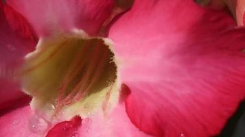 divers tropisch bloemen en tropisch planten foto