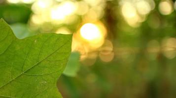 groen bladeren tegen een achtergrond van zonsondergang licht foto