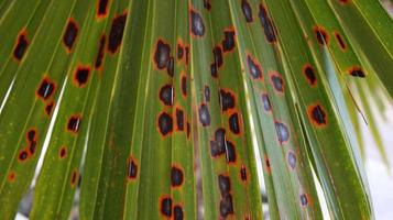 lijnen en texturen van groene palmbladeren foto