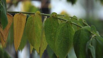 kers boom groen bladeren. muntingia calabura bladeren foto