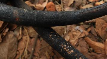 stapel van verbrand en verschroeid boom boomstammen foto