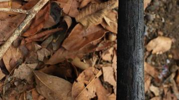 stapel van verbrand en verschroeid boom boomstammen foto