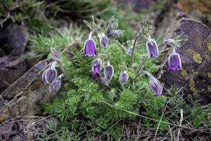 droom-gras is de meest mooi voorjaar bloem. pulsatilla bloei in vroeg de lente. hoog kwaliteit afbeelding voor behang foto