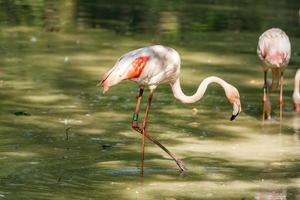 twee flamingo's in het meer foto