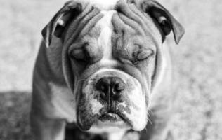 Engels bulldog portret in achter en wit foto