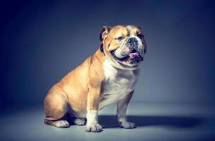 mannetje van Engels bulldog foto